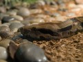 0318-1508 Canberra Zoo (3185368)